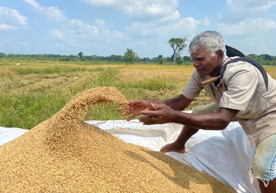 Farmers Benefit from Higher Prices- Consumers Face  Rice Costs
